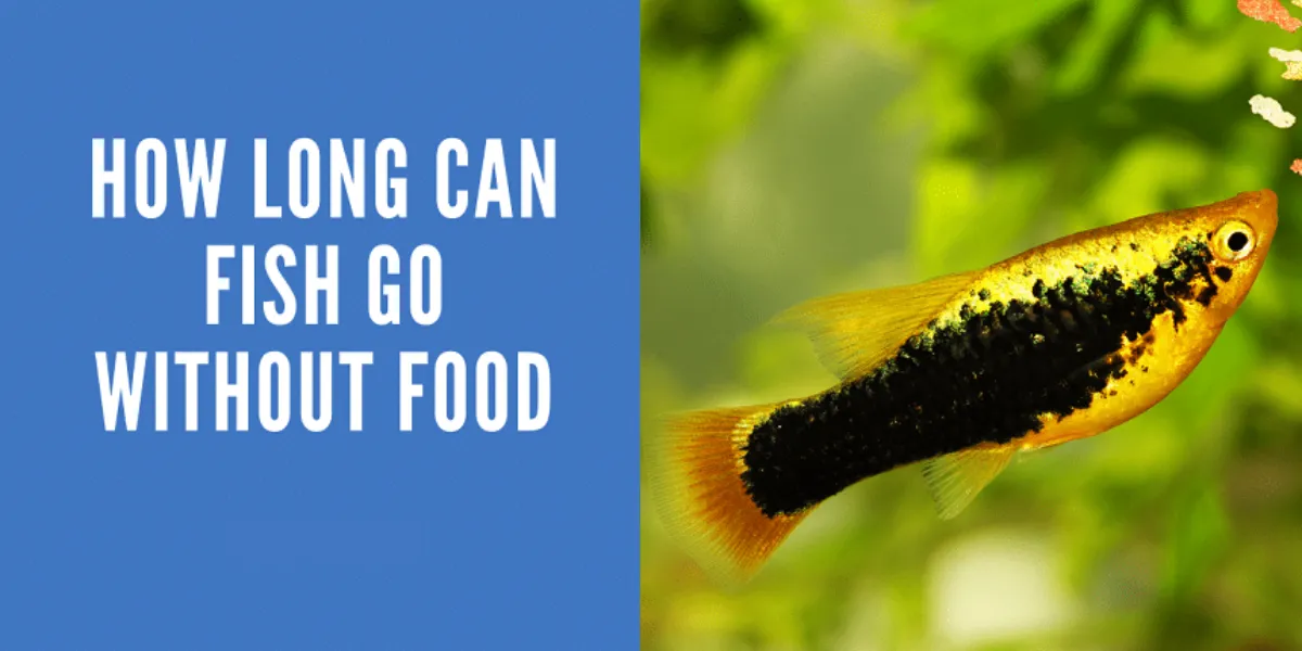 Understanding Betta Fish Survival: How Long Can They Go Without Food?