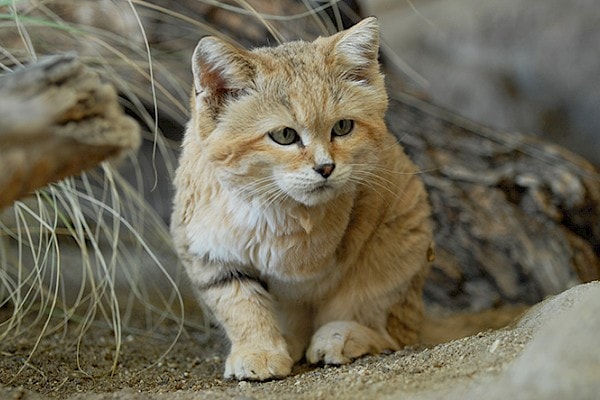 Understanding Sand Cats as Pets: Legalities, Requirements, and Alternatives