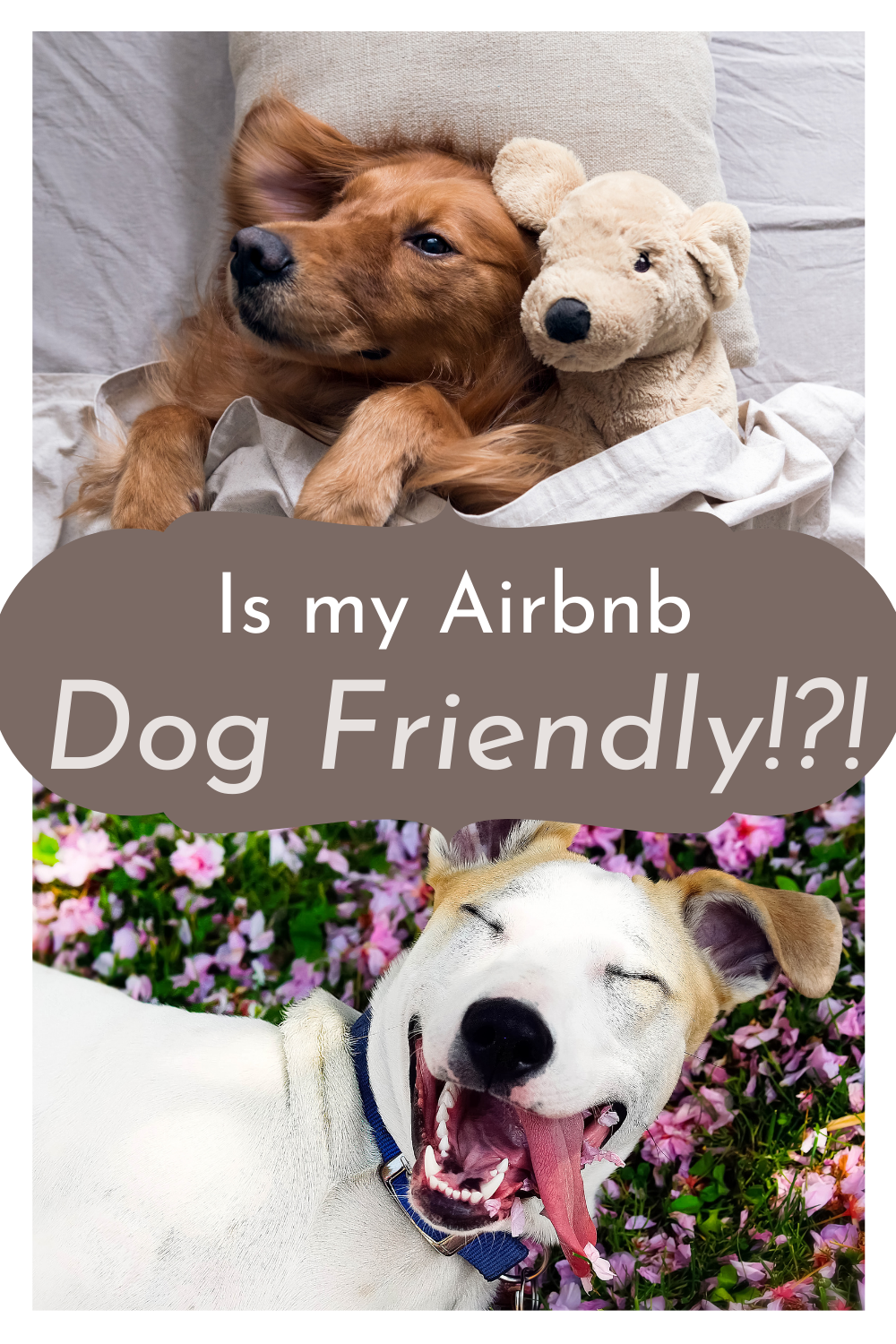 Pet-Friendly Accommodations: Complete Guide to Traveling with Your Furry Companions