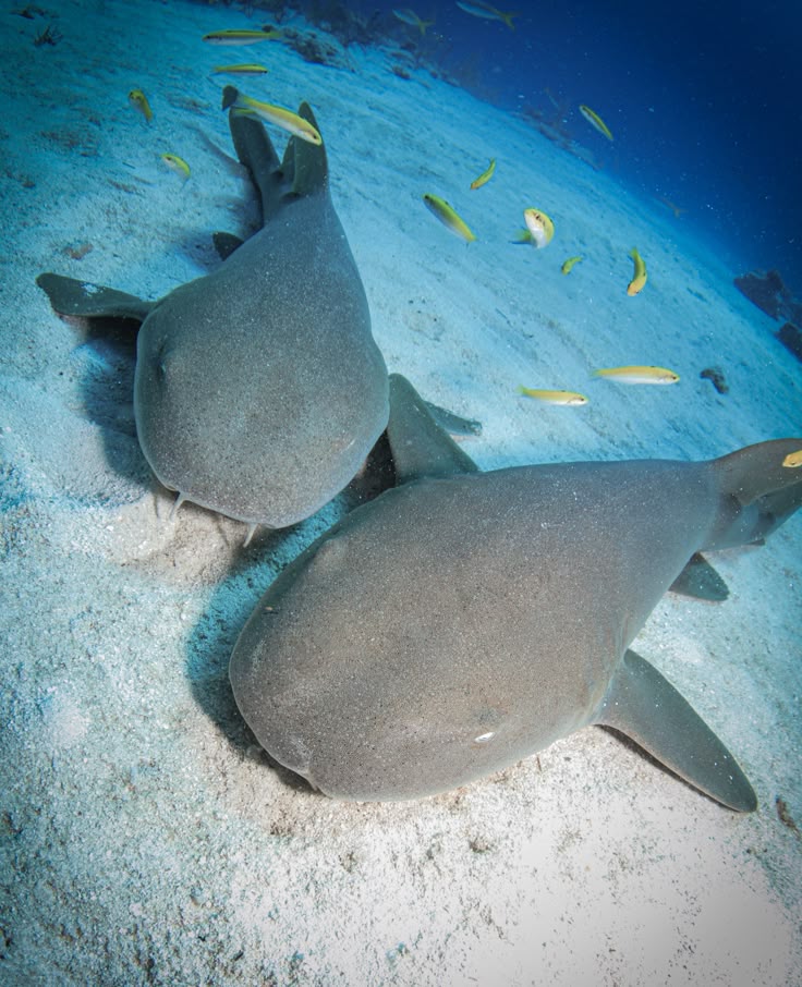 Can Sharks Be Pets? Legal, Ethical, and Practical Steps for Responsible Ownership