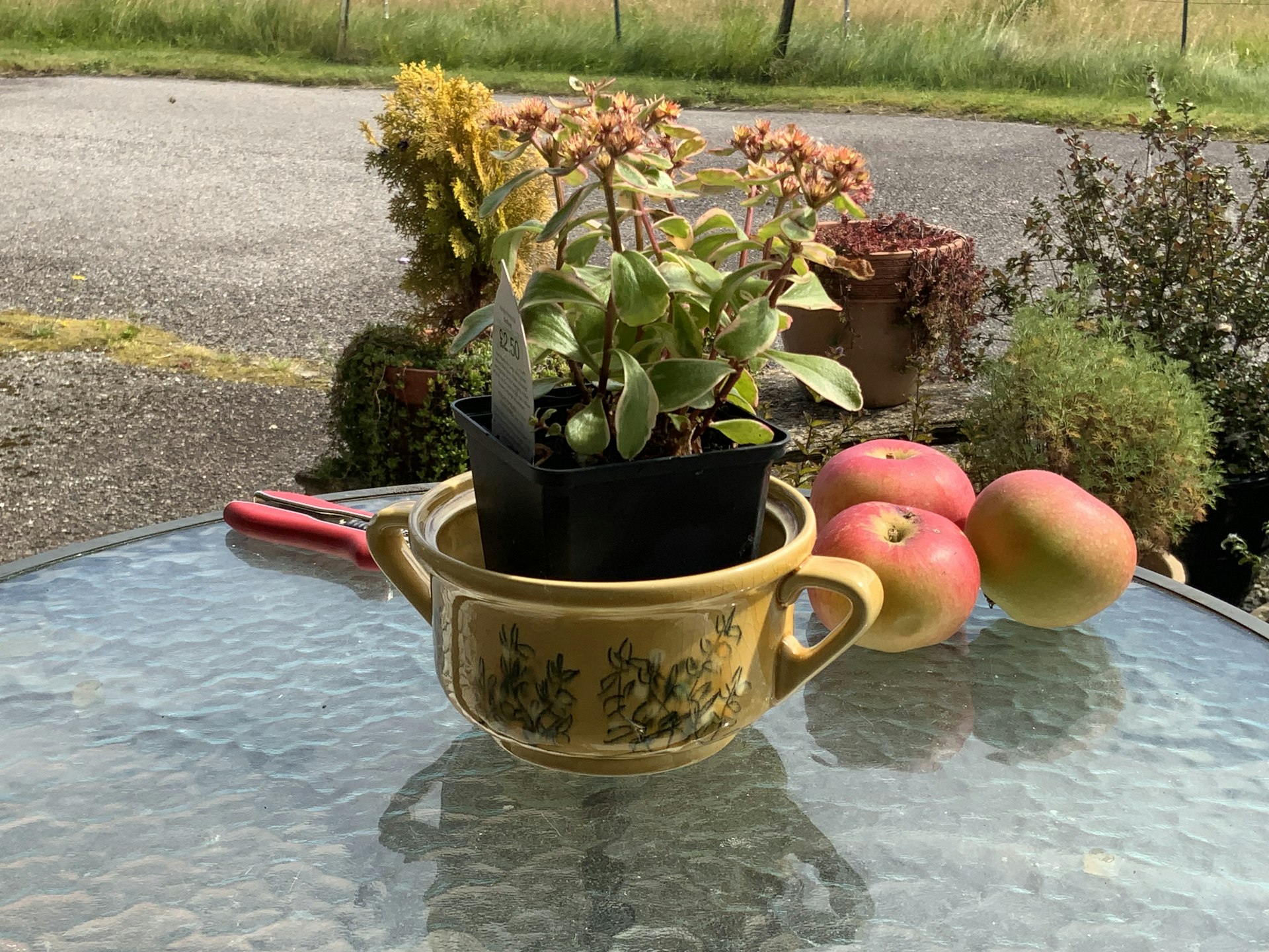 DIY Cold-Tolerant Potted Plant Arrangements: A Step-by-Step Winter Gardening Guide